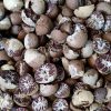 Betel Nuts Bulk Buyers