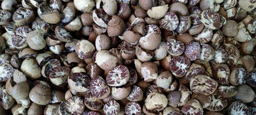 Betel Nuts Bulk Buyers